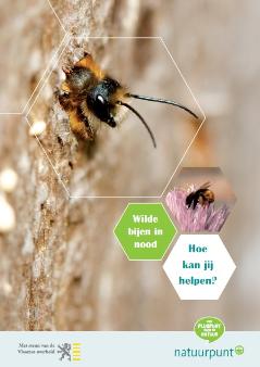 thumbnail - Wilde bijen in nood - Hoe kan jij helpen?